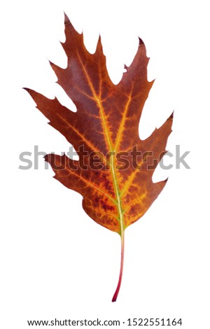 bright colorful autumn leaf on a white. multicolored oak leaf.