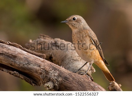 Common redstart sitting on branch