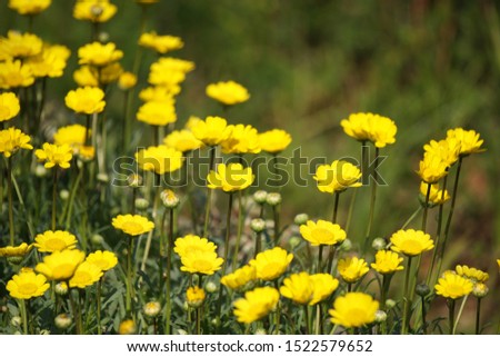 Yellow flowers blooming in spring in Japan