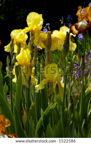 Yellow flowers irises