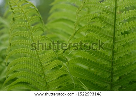 background of green fern closeup, green background, beautiful fern