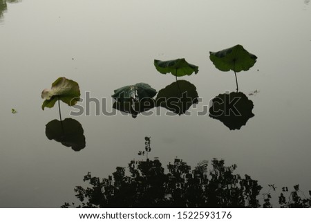 green leaf of water lily lotus flower in pound and trees reflected in water