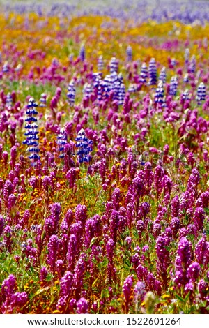 Owl's clover (Castilleja exserta) and Lupine wildflowers blooming in Shell Creek Road, California Royalty-Free Stock Photo #1522601264