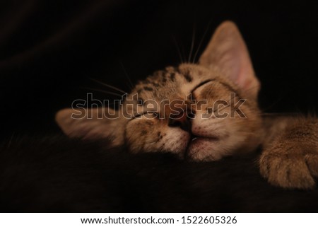 Cute  sleeping tiger kitten sweety, black background