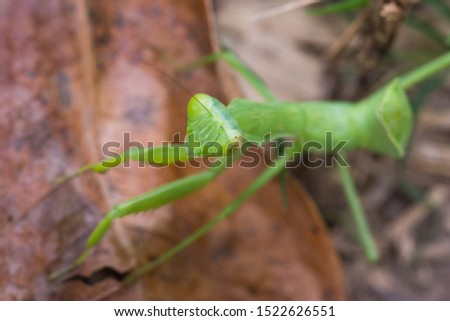 Green praying mantis is Standing on dry leaf