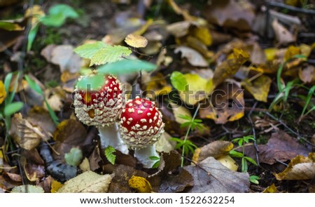 fly agaric in the autumn forest
