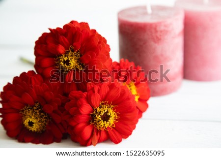 three red zinnia flowers and pink candles in the background lie on an aged white wooden table. Concept for postcards.