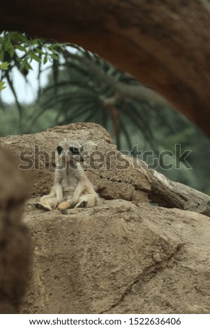 Meerkat sitting on a rock at the Auckland Zoo. Auckland New Zealand