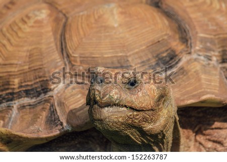 Portrait of a Tortoise