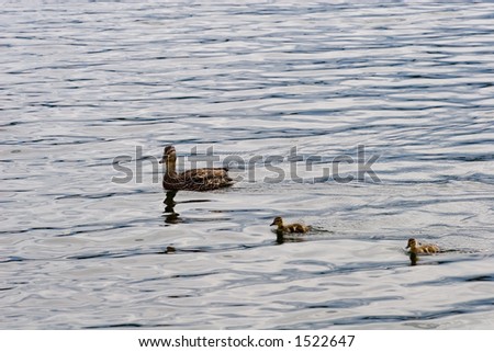 A mama duck with two ducklings in a line formation glide across a lake