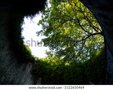 The Tiled Tunnel Overlooking The Sky and The Tree Outside , Ant Eye View