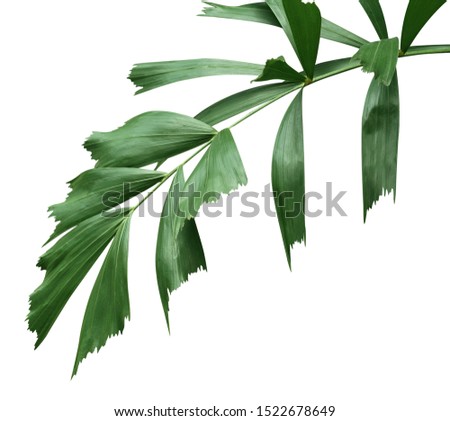 tropical green leaves of palm tree isolated on white background