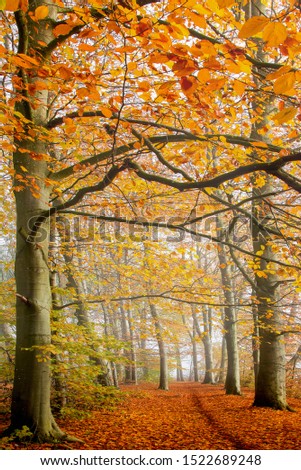 An autumn forest scene in Jutland, Denmark.