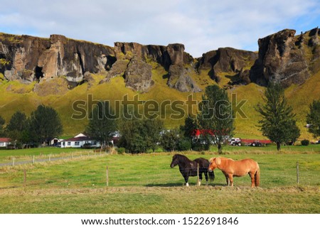 Traditional Horses in Iceland, Europe