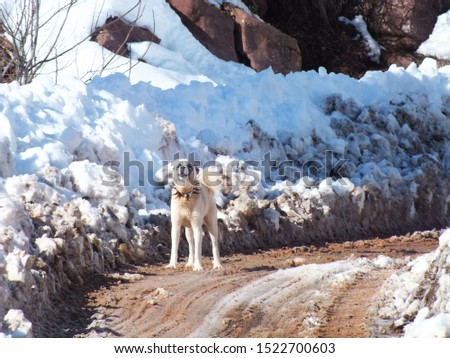 Dog in mountain winter landscape. Profile portrait
