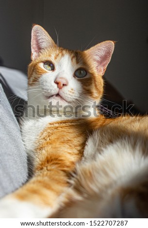 Color photo of a yellow cat looking with sun shine on him.
