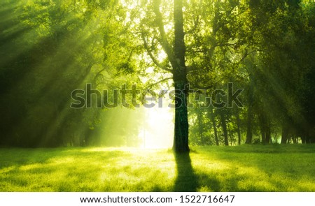 beautiful magic silver birch under the sunrays