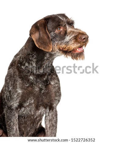 German Wirehaired Pointer also know as Drahthaar sitting against white background