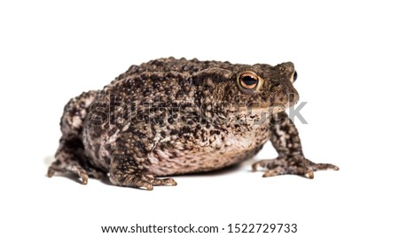 Common toad, European toad, or simply the toad, Bufo bufo, in front of white background