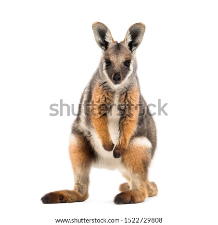 Yellow-footed rock-wallaby, Petrogale xanthopus, kangaroo, wallaby standing against white background