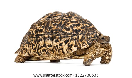 Leopard tortoise, Stigmochelys pardalis, in front of white background Royalty-Free Stock Photo #1522730633