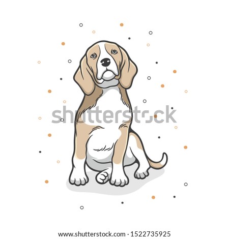 Cute beagle dog is sitting looking forward