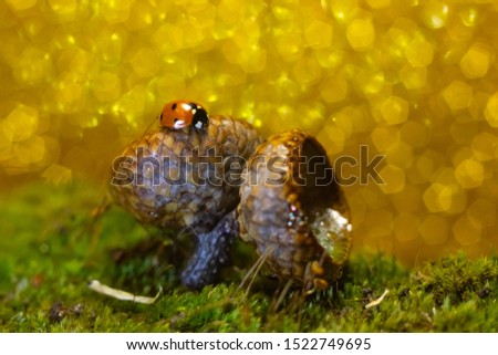 A macro picture of a ladybug crawling on the moss among the acorns