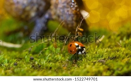 A macro picture of a ladybug crawling on the moss among the acorns