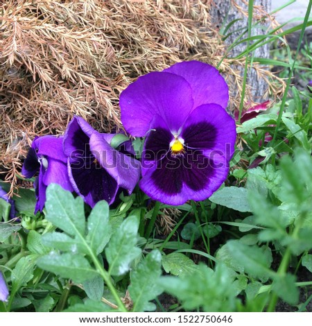 Macro photo pink violet viola flower. Stock photo nature plant viola flower