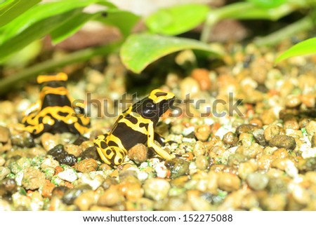 Yellow-headed poison frog or Yellow-banded poison dart frog (Dendrobates leucomelas) in South America