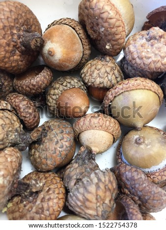 picture of gathered acorns  background texture 