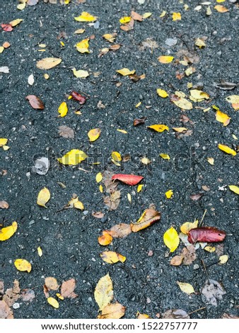 A photo of fallen autumn yellow leaves on gray asphalt road in the city park, abstract background