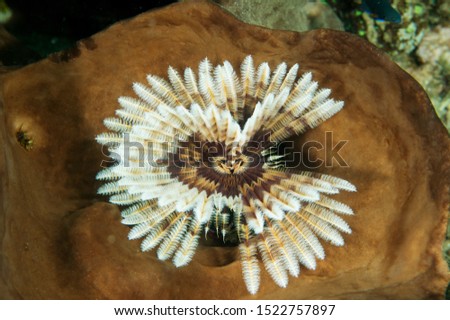 Featherduster worm, Sabellastarte sp. Sulawesi Indonesia.