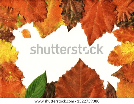 Leaves set mock up on white background for decoration design template. Beautiful nature light background with colorful leaves. Red, orange, yellow fallen tree foliage top view, empty space for text.