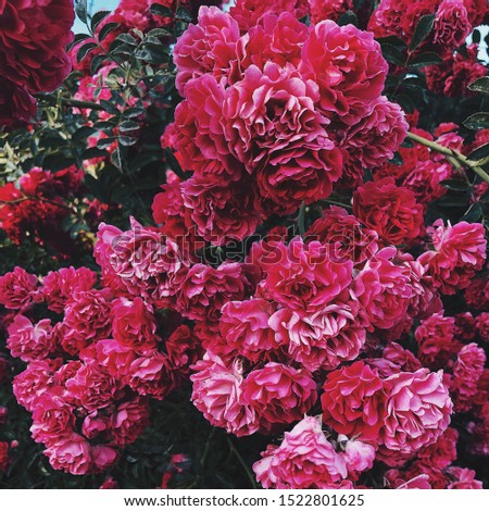 bush of pink roses background