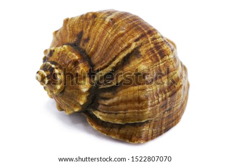seashell white background picture of the sea
