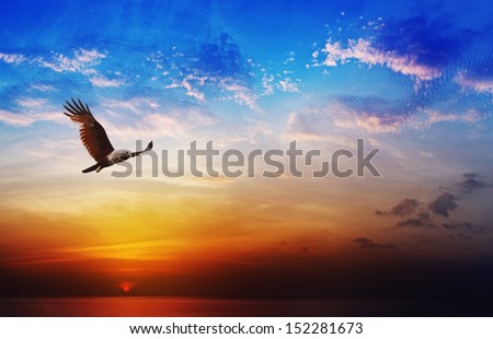 Flying eagle on beautiful sunset sky background - Bird of prey - Brahminy Kite Royalty-Free Stock Photo #152281673