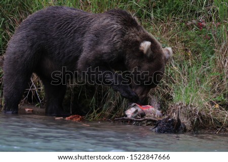 ALASKA BROWN GRIZZLY BEAR 
LAKE CLARK PRESERVE AND WILDERNESS