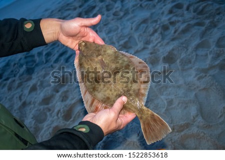 European flounder or Platichthys flesus, flatfish or turbot in the hands of a fisherman on the shore, night fishing, summer flounder season, Baltic Sea