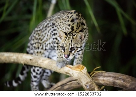 From a small, well lit hide, 2 ocelots emerged and climbed upon the fallen wood to take food. Picture taken in the Panatal area of Brazil in Summer 2019