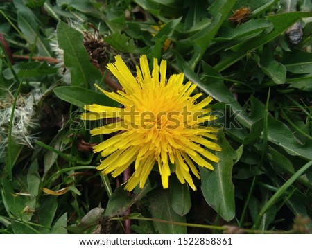 yellow dandelion on a spring meadow. dandelion in the grass. yellow flower. 