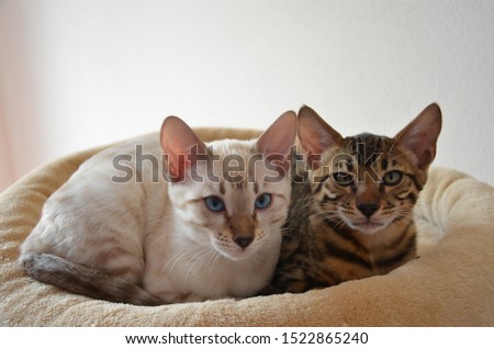 Pair of small short-haired Bengal cats lying on the bed at home