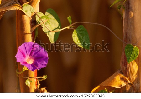 purple flower with vines wrapped around corn stalks