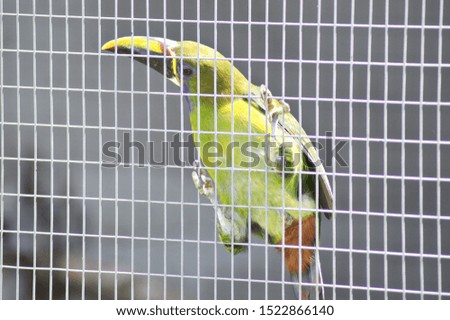 Beautiful green baby toucan behind a wired cage at a rescue enclosure, gorgeous lime green and yellow colour trying to escape. Claws and beak, tropical bird in Costa Rica