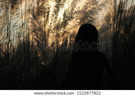 silhouette of a girl against sun lit white , silvery pampas grass flower 