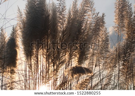white grass flower  all over wide area against sunset during  autumn in Aftabnagar, Bangladesh 