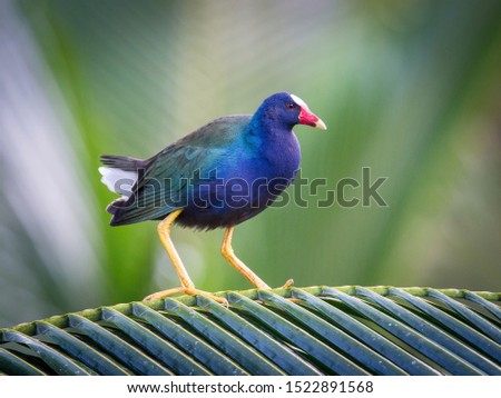 Porphyrio martinicus, American purple gallinule The bird is swimming in the water, there is aquatic vegetation around, Trinidad and Tobago
