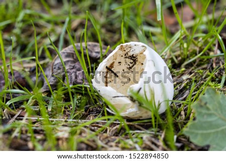 An empty bird’s egg on the forest floor