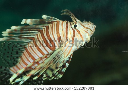 Luna lionfish (Pterois lunulata) in Japan