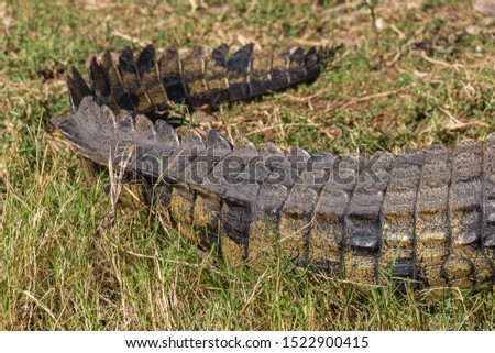 close up picture of a crocodiles tail in africa